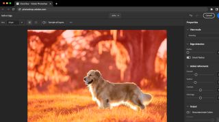 Photo of dog being edited on screen using Photoshop shortcuts